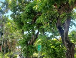 Hijaukan Lingkungan Kerja, PLN Icon Plus Tanam Pohon Rindang yang Menyejukkan dan Bermanfaat di Area Kantor