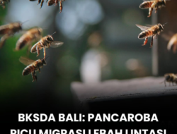 BKSDA Bali: Pancaroba Picu Migrasi Lebah Melintasi Tol Bali Mandara